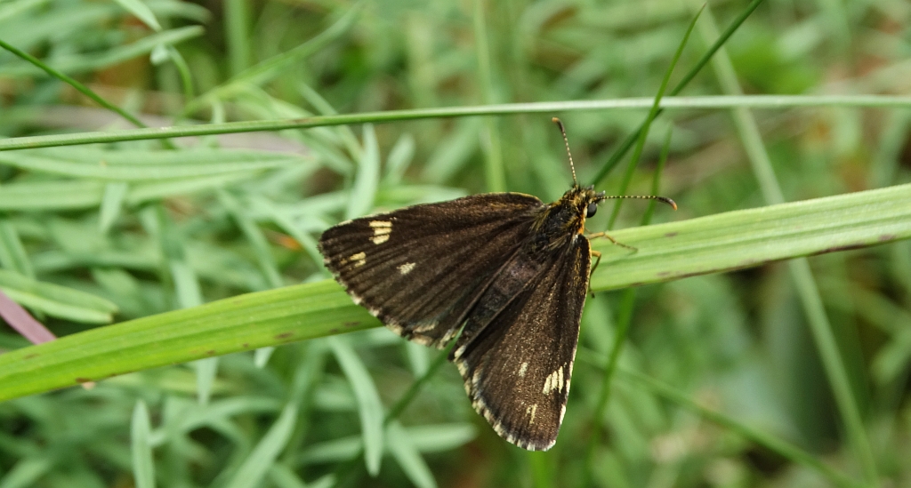 Rojnik morfeusz (Heteropterus morpheus)