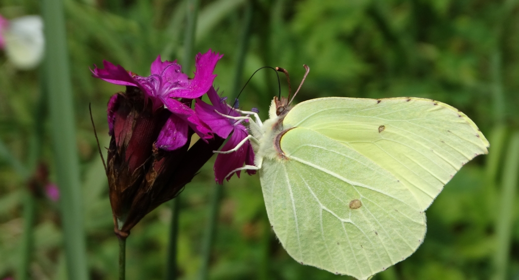 Latolistek cytrynek (Gonepteryx rhamni)