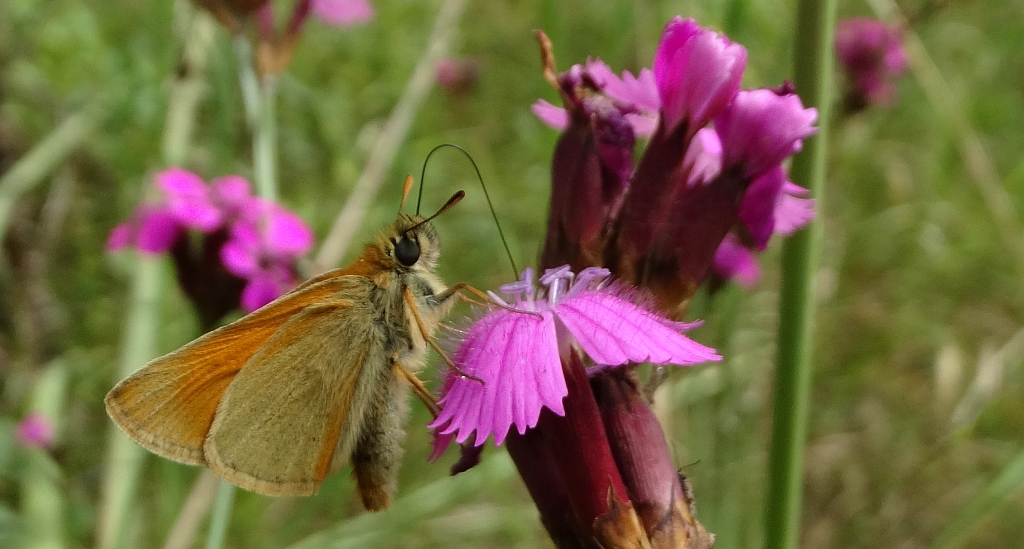Karłątek leśny, karłątek ceglasty (Thymelicus sylvestris)