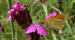 Karłątek leśny, karłątek ceglasty (Thymelicus sylvestris)