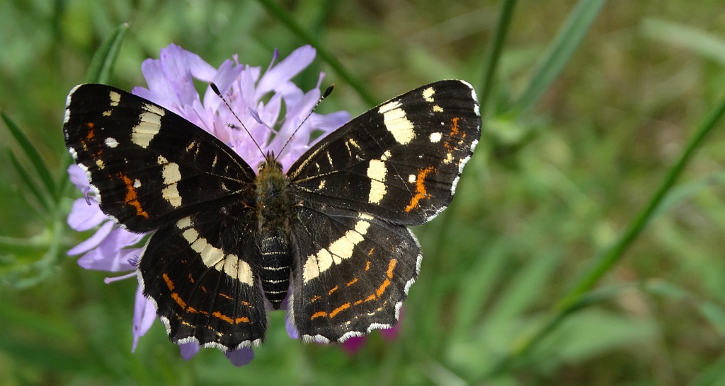 Rusałka kratnik (Arashnia levana)