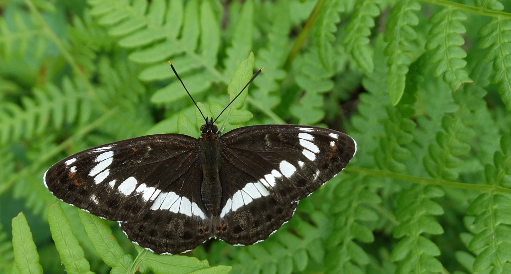 Pokłonnik kamilla, pokłonnik wróż (Limenitis camilla)