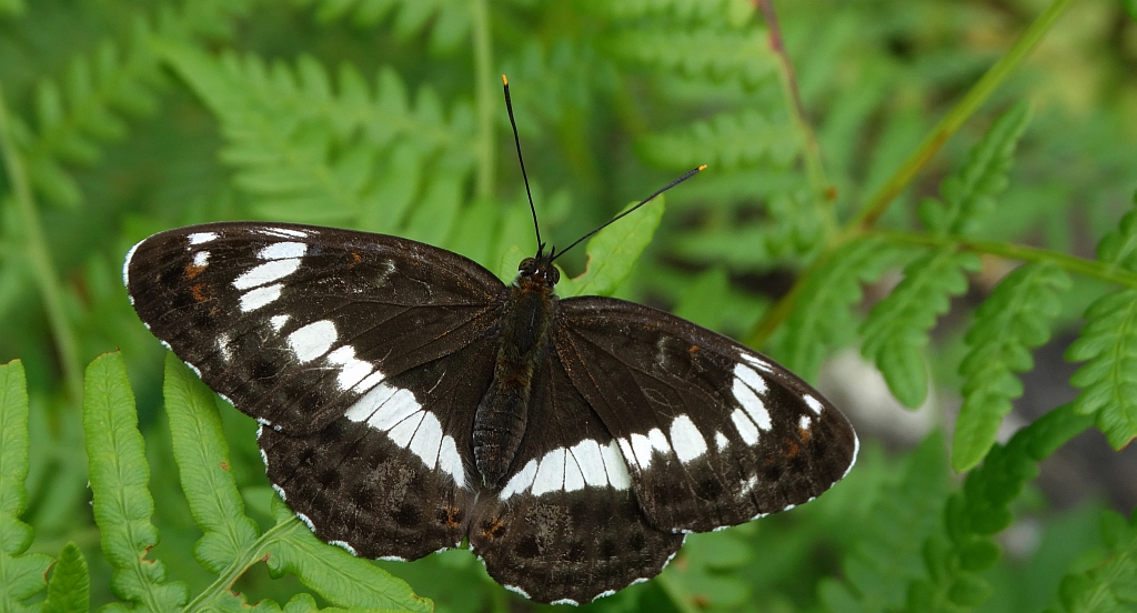 Pokłonnik kamilla, pokłonnik wróż (Limenitis camilla)
