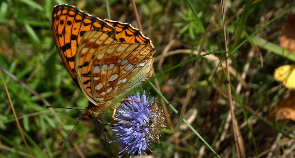 Dostojka adype (Argynnis adippe)
