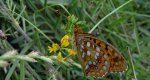 Dostojka adype (Argynnis adippe)