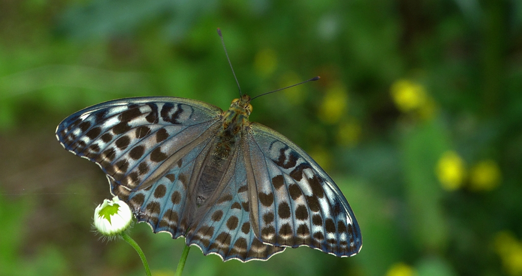 Dostojka malinowiec (Argynnis paphia)