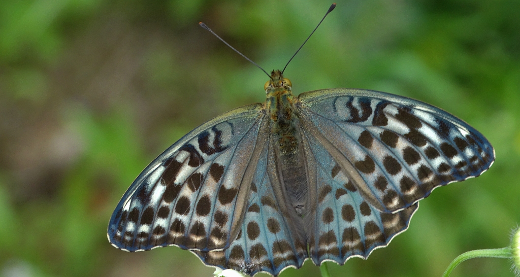 Dostojka malinowiec (Argynnis paphia)