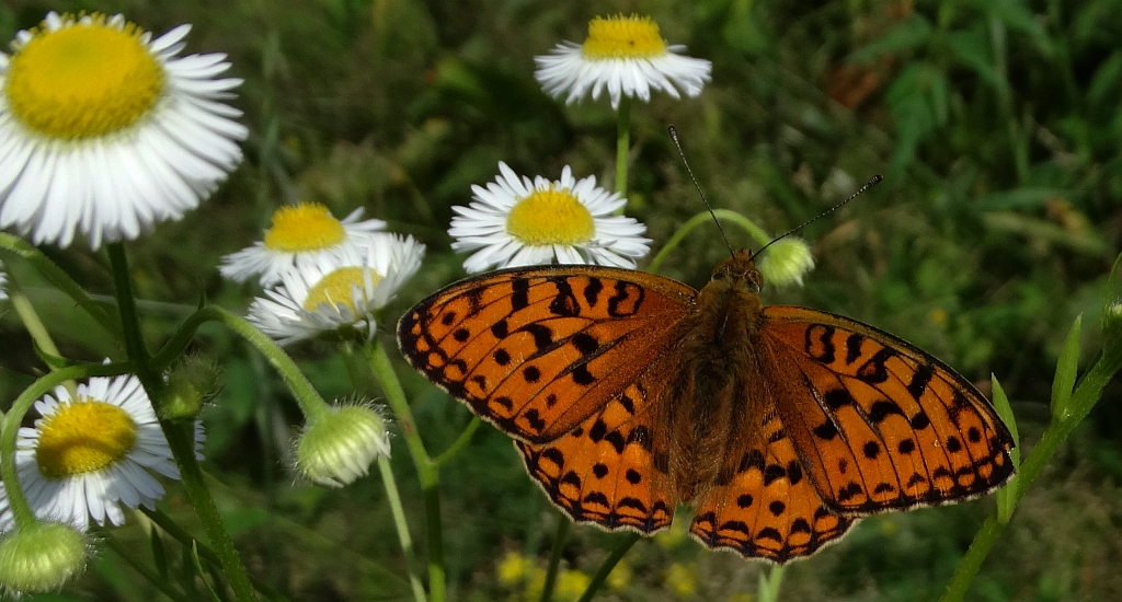 Dostojka adype (Argynnis adippe)