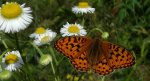 Dostojka adype (Argynnis adippe)