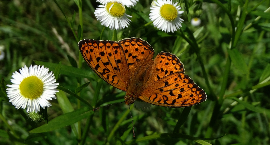 Dostojka adype (Argynnis adippe)