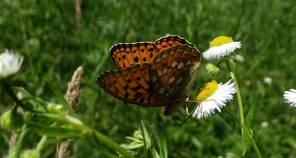 Dostojka adype (Argynnis adippe)