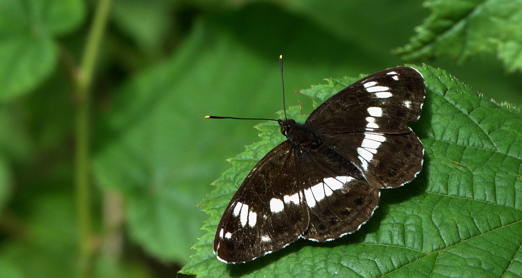 Pokłonnik kamilla, pokłonnik wróż (Limenitis camilla)