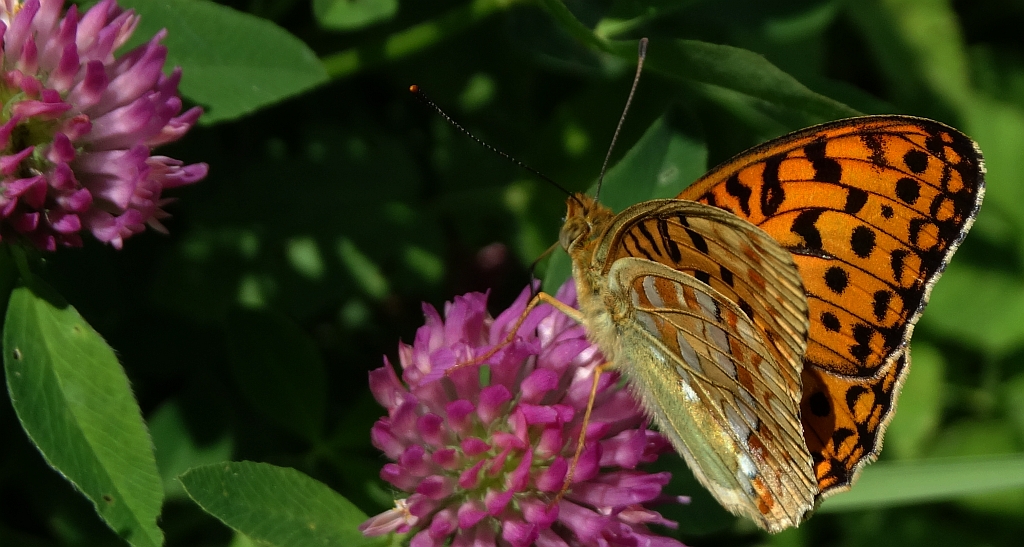 Dostojka aglaja, perłowiec większy (Argynnis aglaja)