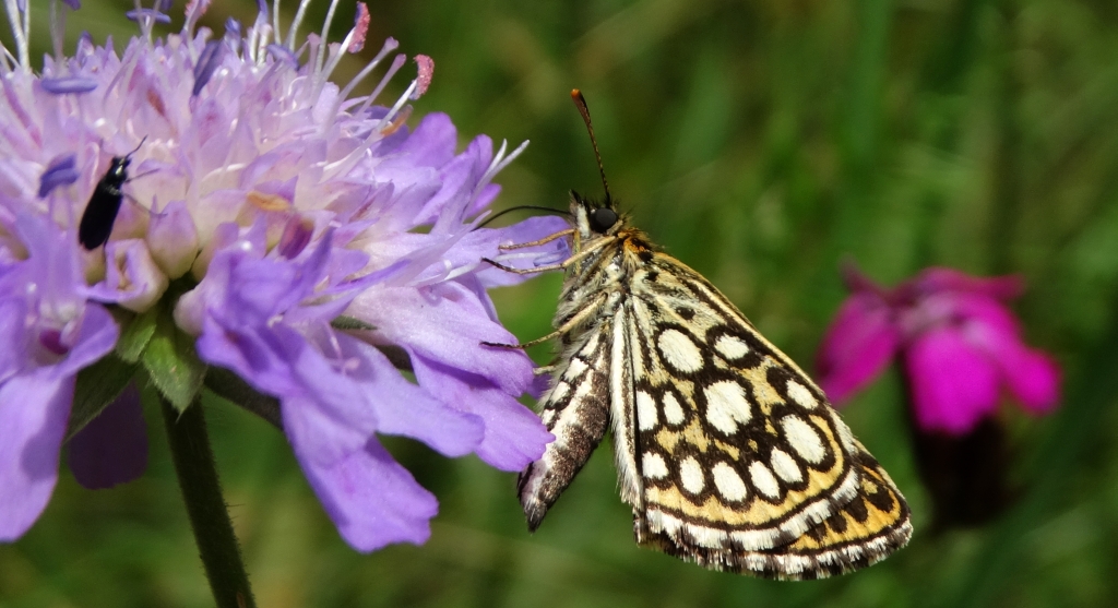 Rojnik morfeusz (Heteropterus morpheus)
