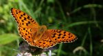 Dostojka aglaja, perłowiec większy (Argynnis aglaja)