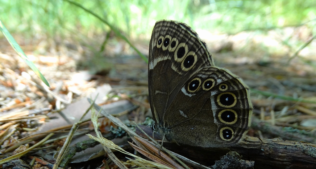 Osadnik wielkooki (Lopinga achine)