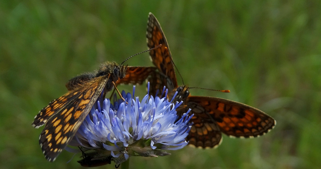 Przeplatka atalia (Melitaea athalia)