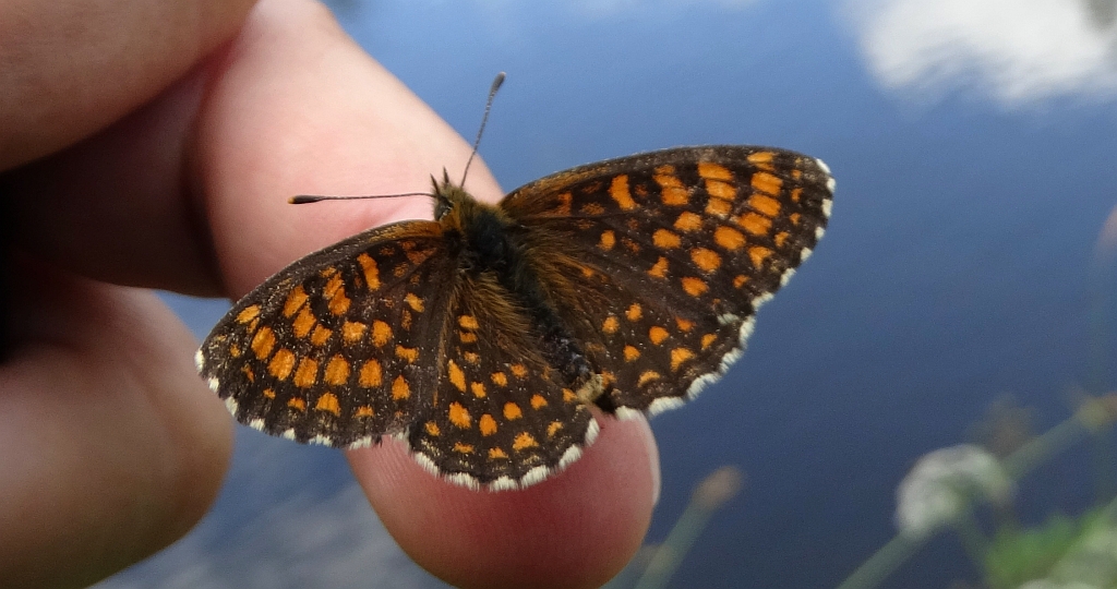 Przeplatka atalia (Melitaea athalia)