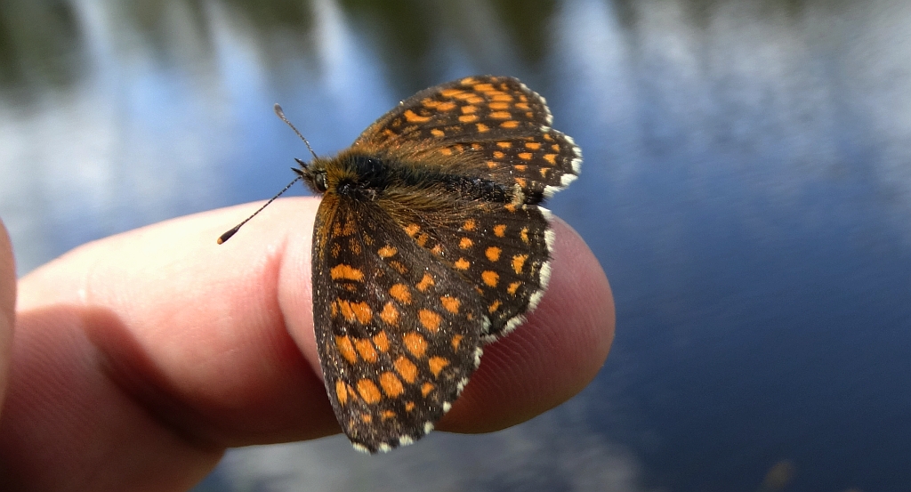 Przeplatka atalia (Melitaea athalia)