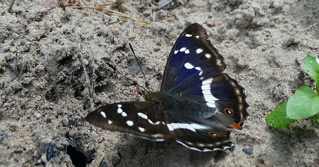 Mieniak tęczowiec (Apatura iris)