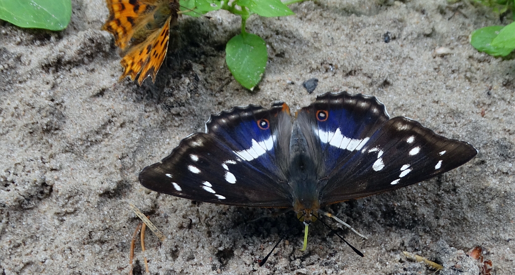 Mieniak tęczowiec (Apatura iris)