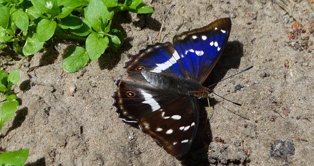 Mieniak tęczowiec (Apatura iris)