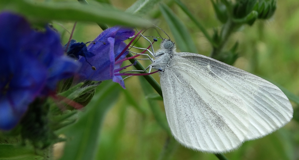 Wietek gorczycznik (Leptidea sinapis)