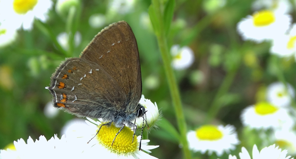 Ogończyk ostrokrzewowiec (Satyrium ilicis)