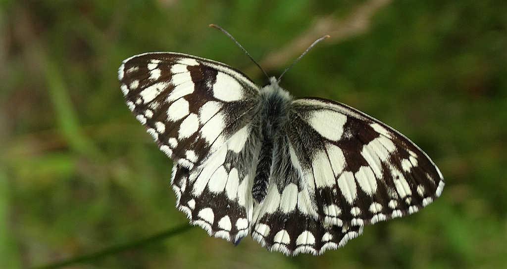 Polowiec szachownica (Melanargia galathea)