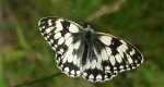 Polowiec szachownica (Melanargia galathea)