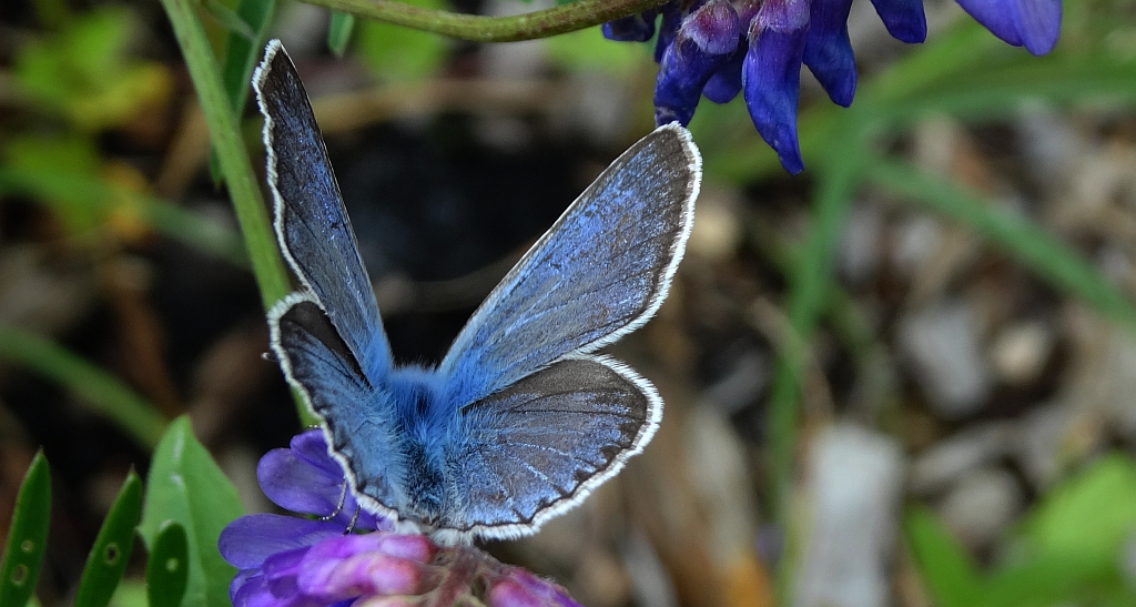 Modraszek amandus (Polyommatus amandus)