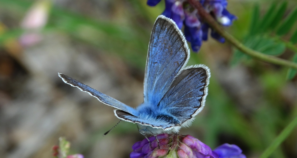 Modraszek amandus (Polyommatus amandus)