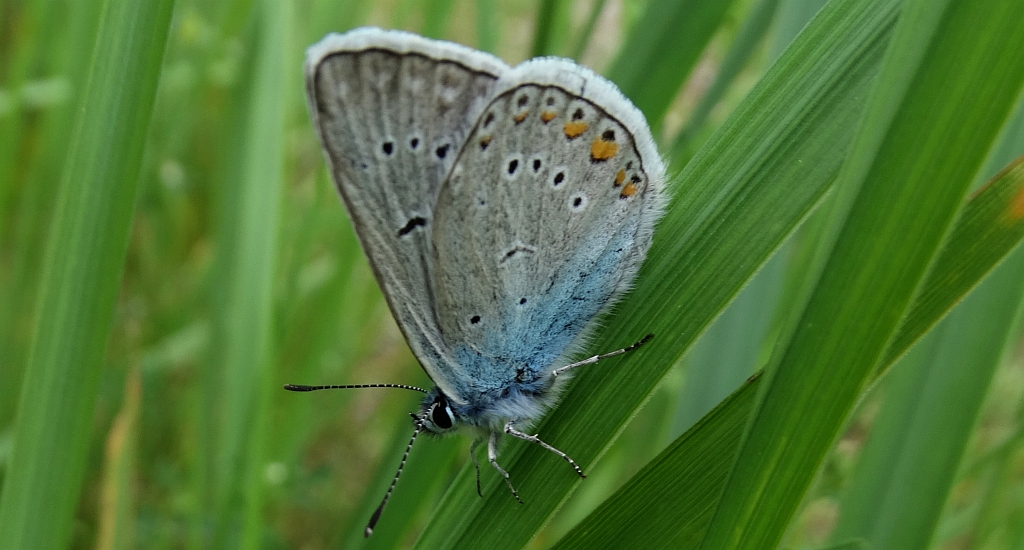 Modraszek amandus (Polyommatus amandus)