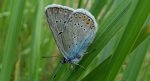 Modraszek amandus (Polyommatus amandus)