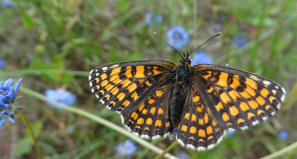 Przeplatka aurelia (Melitaea aurelia)