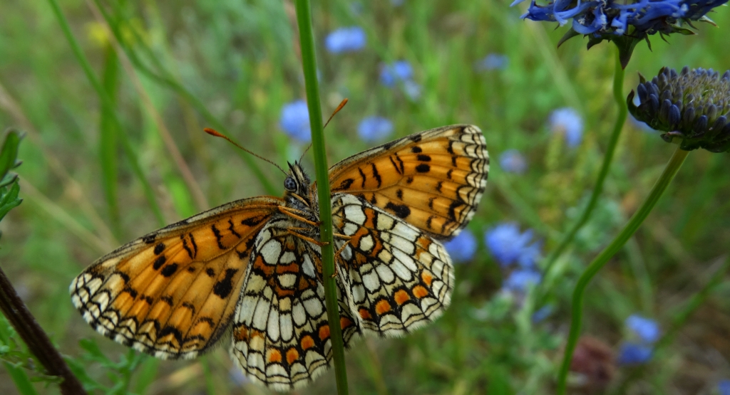 Przeplatka aurelia (Melitaea aurelia)