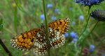 Przeplatka aurelia (Melitaea aurelia)