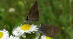 Ogończyk ostrokrzewowiec (Satyrium ilicis)