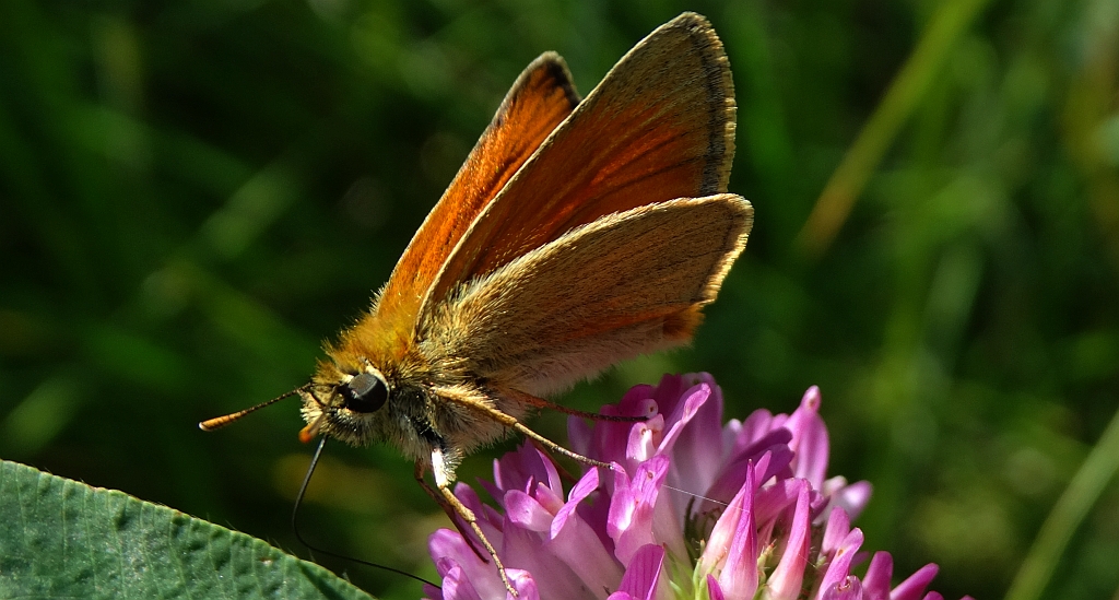 Karłątek ryska, karłątek tarninowy (Thymelicus lineola syn. Adopaea lineola)