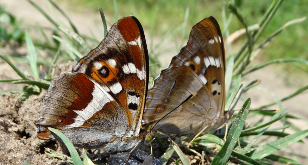 Mieniak tęczowiec (Apatura iris) i mieniak strużnik (Apatura ilia)