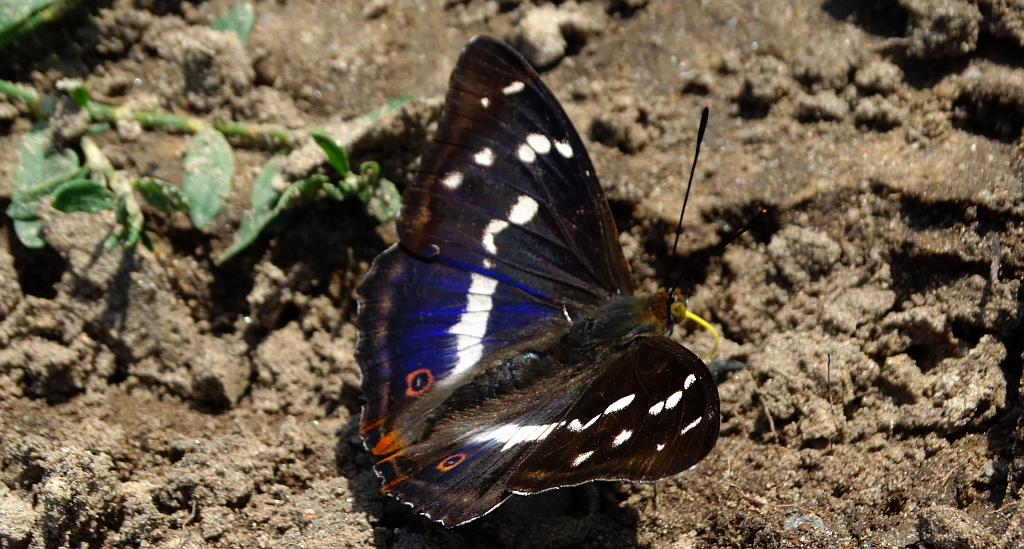 Mieniak tęczowiec (Apatura iris)