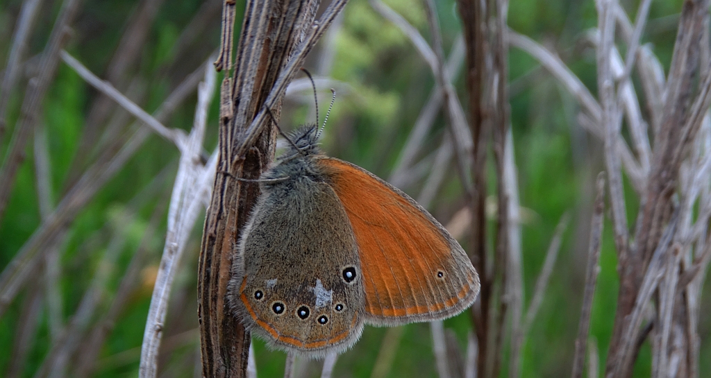 Strzępotek glicerion (Coenonympha glycerion)
