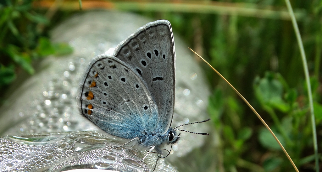 Modraszek amandus (Polyommatus amandus)