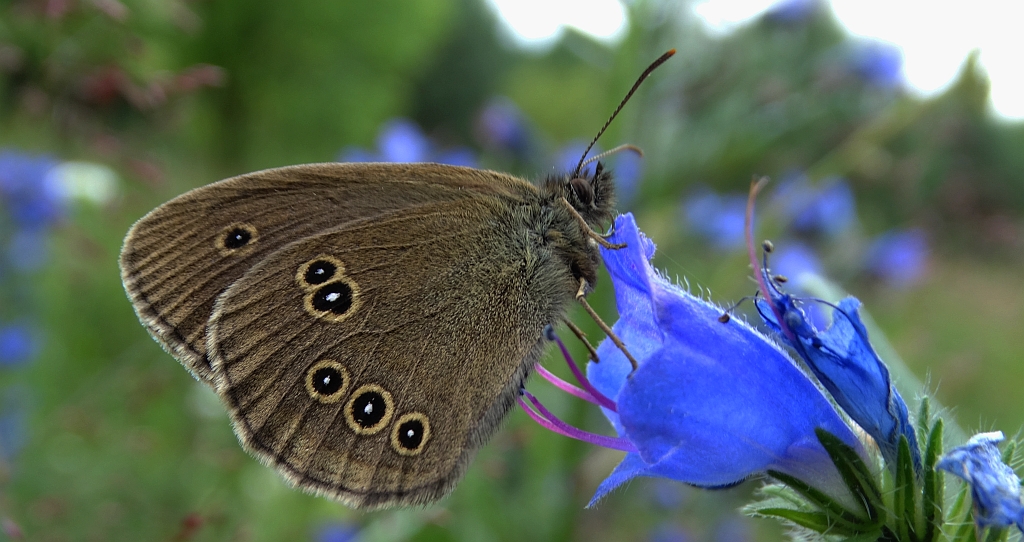 Przestrojnik trawnik (Aphantopus hyperantus)