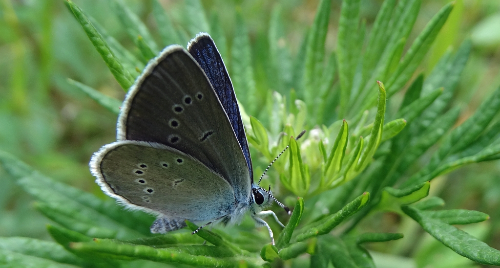 Modraszek semiargus (Polyommatus semiargus)