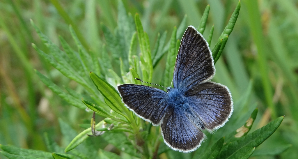 Modraszek semiargus (Polyommatus semiargus)