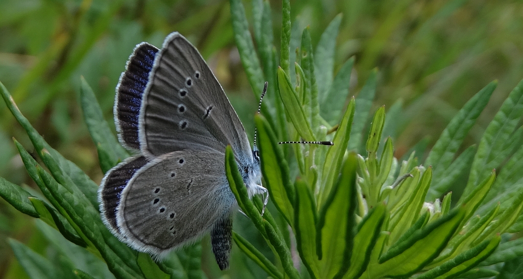 Modraszek semiargus (Polyommatus semiargus)