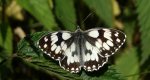 Polowiec szachownica (Melanargia galathea)