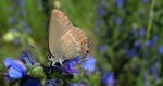 Ogończyk ostrokrzewowiec (Satyrium ilicis)