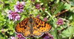 Przeplatka didyma (Melitaea didyma)
